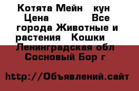 Котята Мейн - кун › Цена ­ 19 000 - Все города Животные и растения » Кошки   . Ленинградская обл.,Сосновый Бор г.